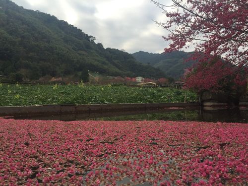林 山 櫻 水 林 山 櫻 水