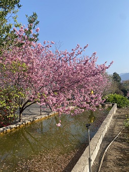 草坪頭櫻花 草坪頭櫻花