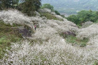 烏松崙梅花 烏松崙梅花