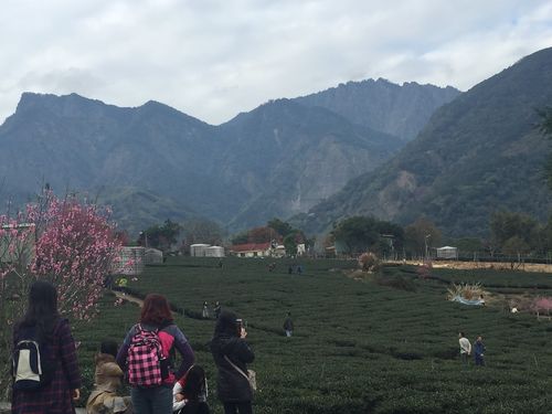 櫻 山 林 櫻 山 林