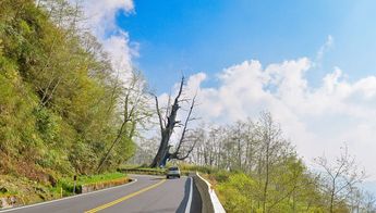 新中橫公路之夫妻樹 新中橫公路之夫妻樹