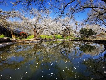 外坪頂蔡家梅園_王正熙先生提供