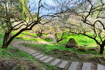 信義鄉梅花 烏松崙梅園