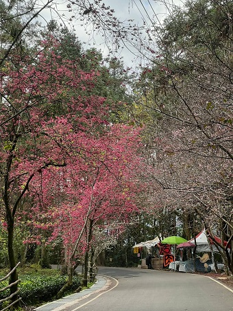 草坪頭櫻花 玉山東埔帝綸 攝