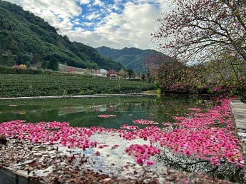 草坪頭櫻花 玉山東埔帝綸 攝